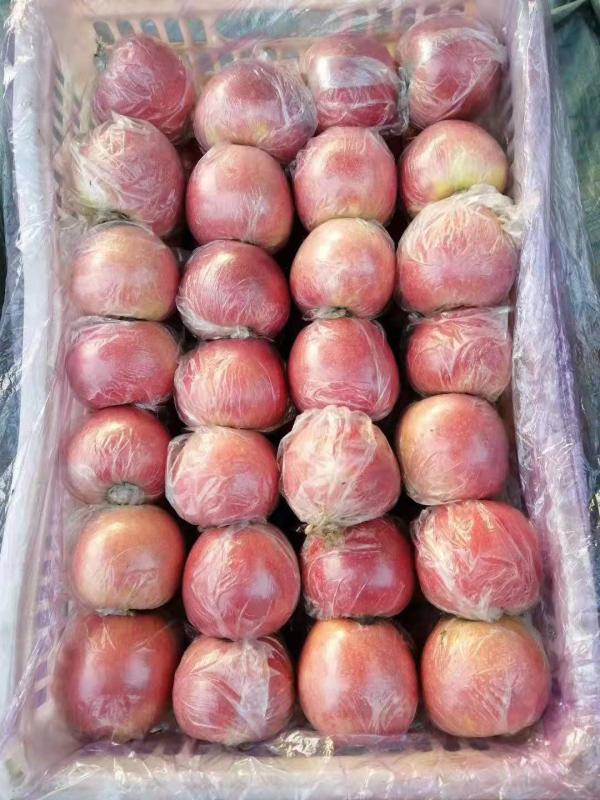 红富士苹果 百万亩精品红富士膜袋 光果红富士 销售全国