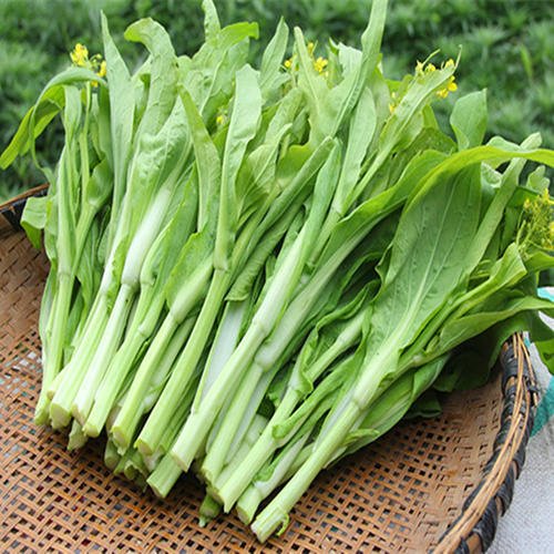 早熟高产青芯白菜苔种子