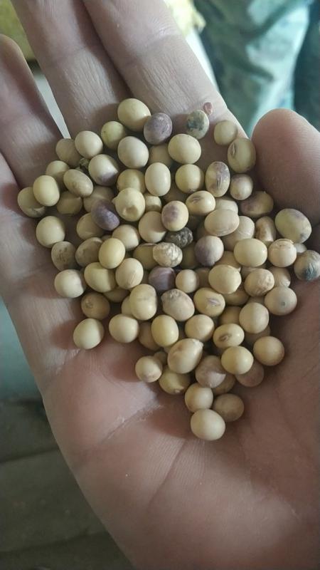 黄豆，河南洛阳地区高蛋白大豆