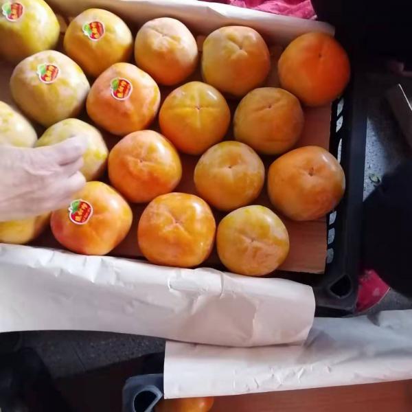 陕西省大荔县露天阳丰甜柿子大量上市，欢迎全国各地客户前来