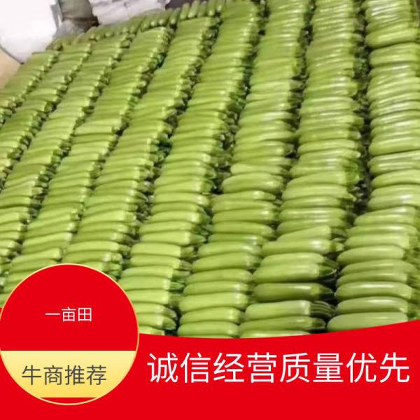 绿皮西葫芦 0.4斤以上颜色绿！瓜型直条！供应全国！