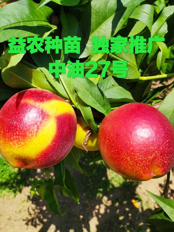 【热销品种】中油27桃树苗（）包品种，包技术，包成活