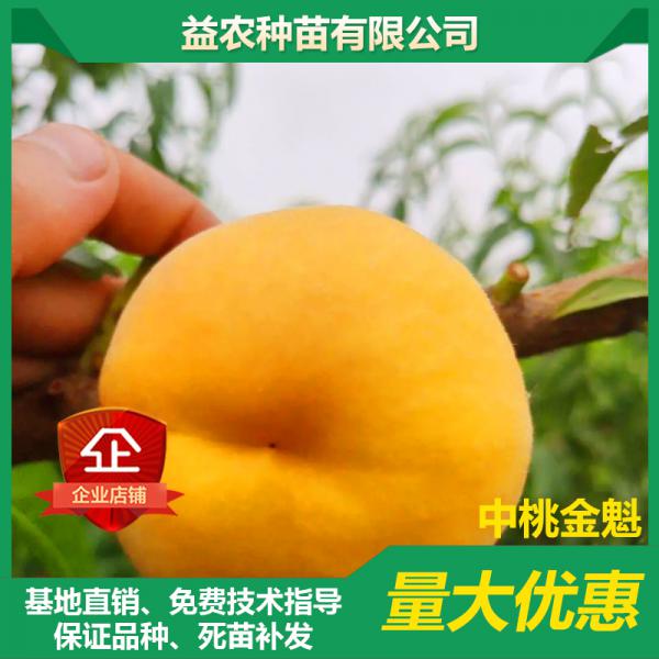 中桃金魁，果科所2020年新品种早熟甜黄桃苗单果300克