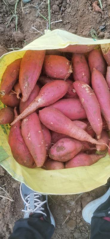 临淄区红薯，龙9，西瓜红，烟25，济26大量出货了