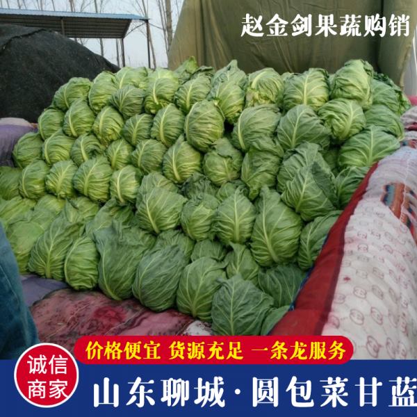 圆包菜甘蓝 1/1.5公斤，产地直销，商超专供，专业代收代发