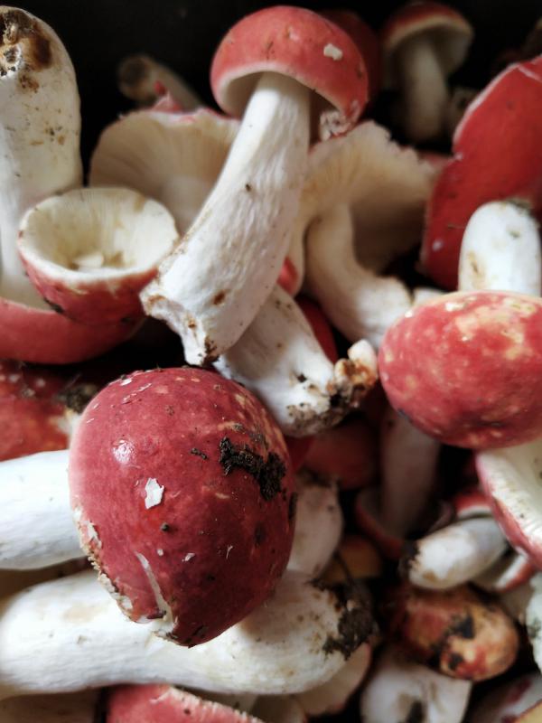 干红菌菇，朱砂菌，红菇，大小规格齐全全烘干