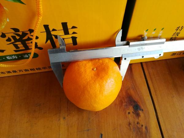 蜜橘 7~7.5cm