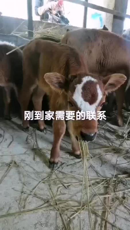云南牛人洪涛专业出售小公牛土黄牛土杂交牛需要的联系