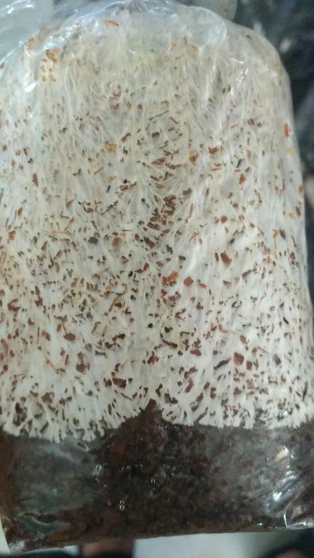 大球盖菇 菌种一斤二两装 免费提供技术指导，蘑菇回收对接