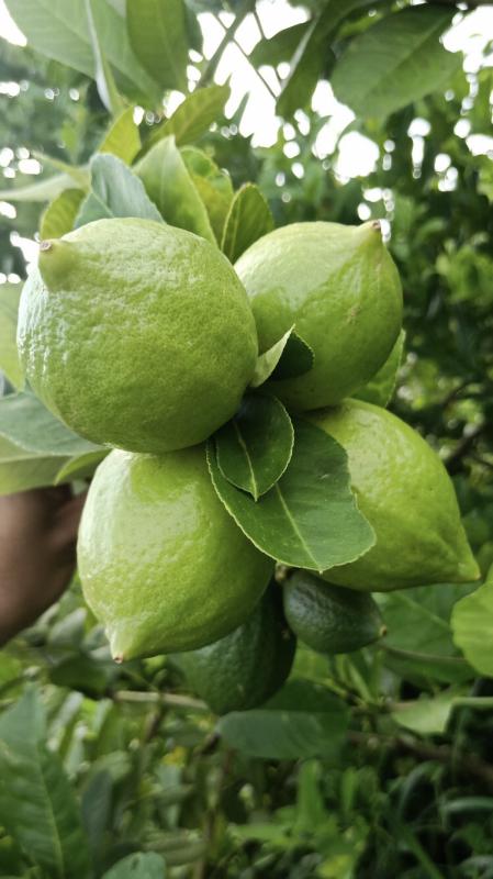 广东无籽四季香水柠檬 2.5-4两，自有果园，现采现发。