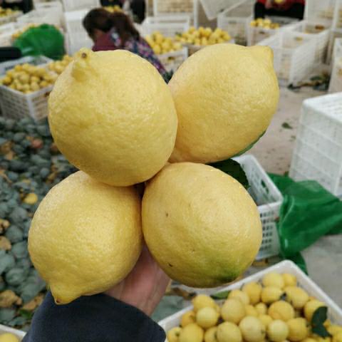 四川柠檬 尤力克柠檬 自家果园 现摘现发新鲜的柠檬