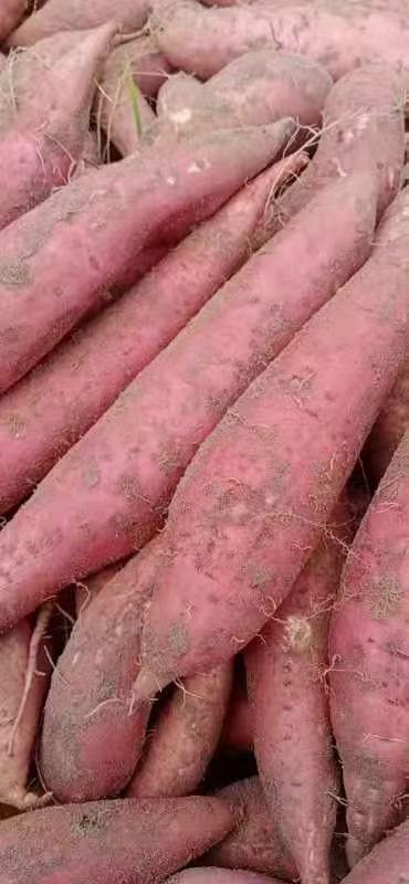 河北饶阳西瓜红红薯蜜薯纯沙土地特别干净需要的