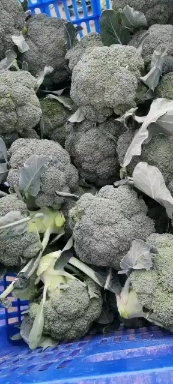 西兰花台绿系列的新野县民富蔬菜种植专业合作社常年批发