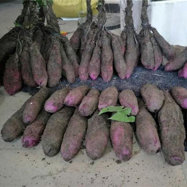 精品赣南紫山药脚板薯大量现货自家种植现挖现发多规格可选
