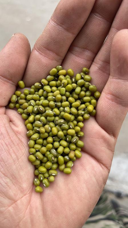 东北小粒芽绿豆 芽率高 21年新货全国发货 发芽绿豆