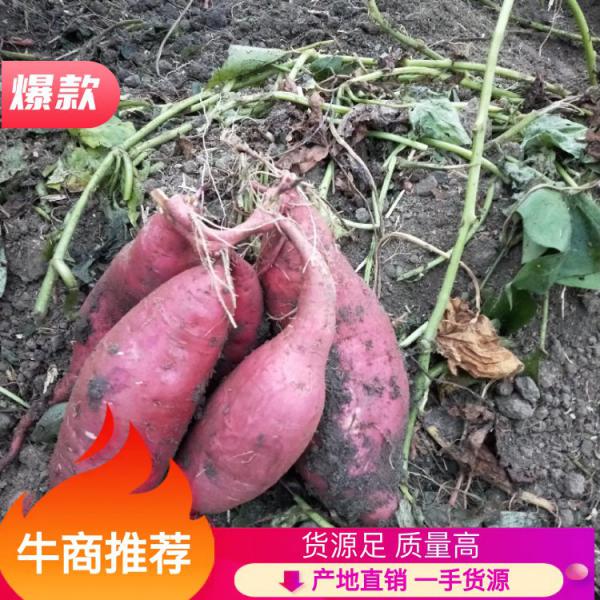 红薯，泗县洋湖农场精品西瓜红口感香甜。