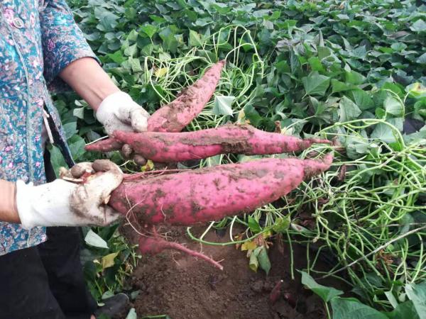 西瓜红，1000亩，2两以上商品薯，0.9元，条形整齐，