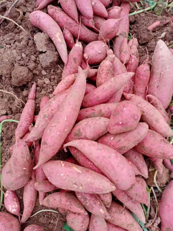 湖北西瓜红，红薯大量上市产地直供需要联系