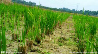 懒人稻——播种一次年年可再生、多年可收割的水稻新品种