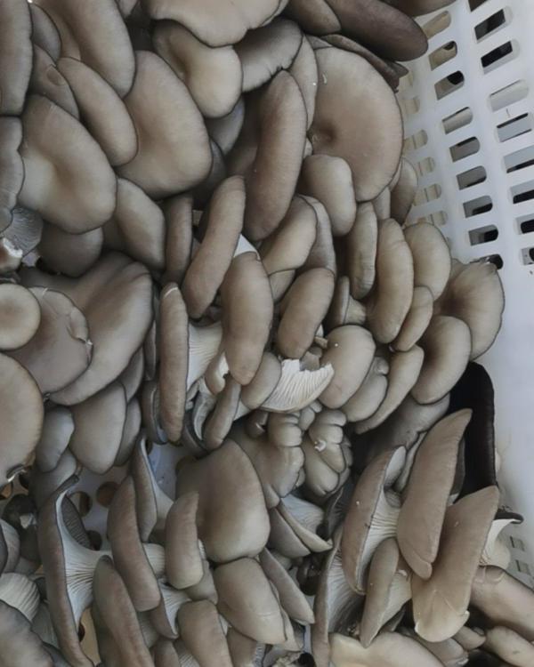 山东省聊城市黑蘑菇大量上市中，叶片肥厚，耐运输，保证质量