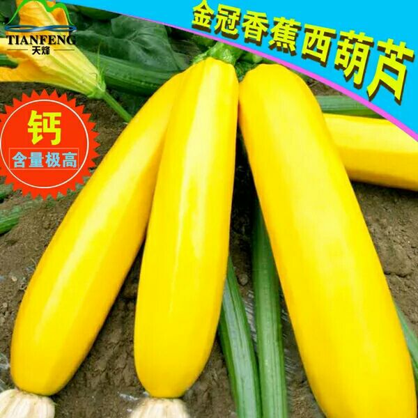 香蕉西葫芦原种   正品 包邮 潍坊微网智慧农业 专供