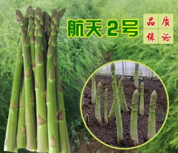 北京芦笋种子航天2号 抗病耐湿，产量高不散头 现货供应