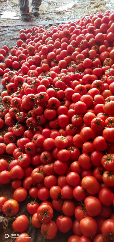 西红柿产地山东优质硬粉西红柿山东产地价格