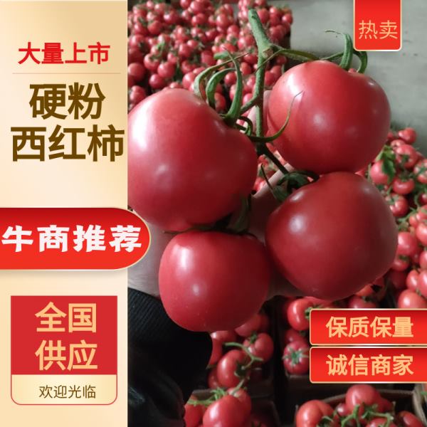 江苏硬粉西红柿基地【大量现货】全国供应，价格美丽！