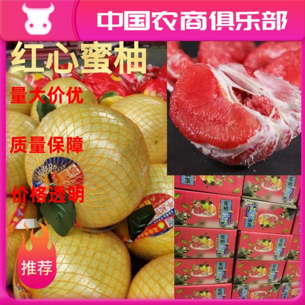 【一手货源】精品红心蜜柚大量供应，视频看货实地考察