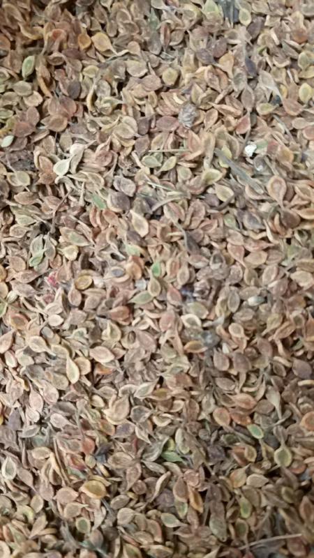 威灵仙种子  山辣椒秧保芽率 提供种植技术