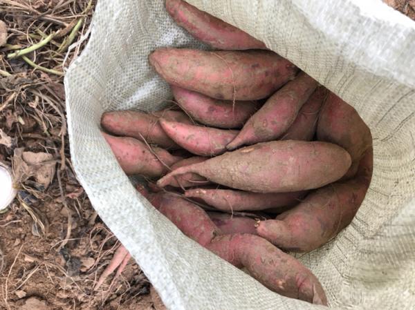 大量出售纯沙地西瓜红红薯条形好色泽鲜艳有需要的联系
