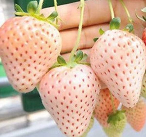 汕研生态日本淡雪品种白牛奶草莓200克/盒
