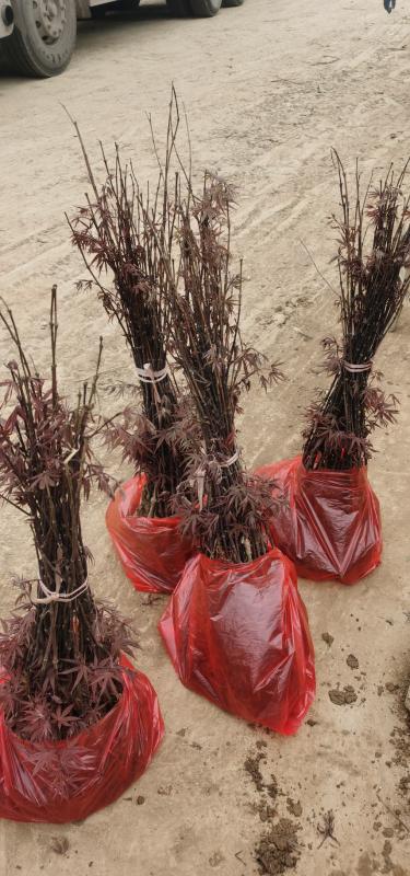 日本红枫苗30-1.5米高红舞姬枫树绿化苗木联系大量供应