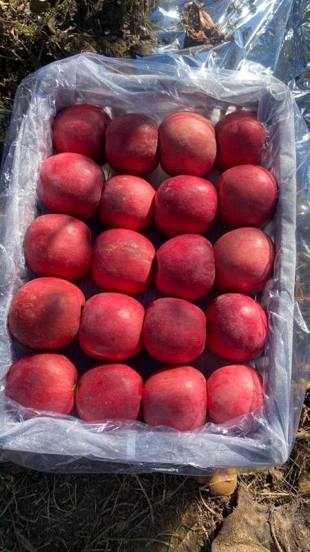 河北昌黎山坡红富士苹果产地直销，大量供应