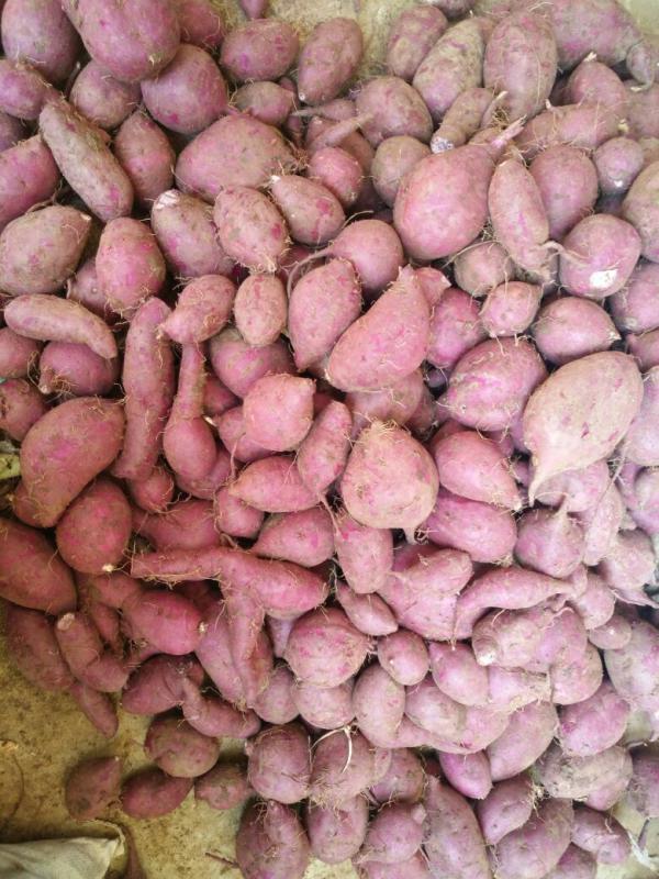 越南紫薯紫心 2两以上 产地直供 一手货源 现摘现发