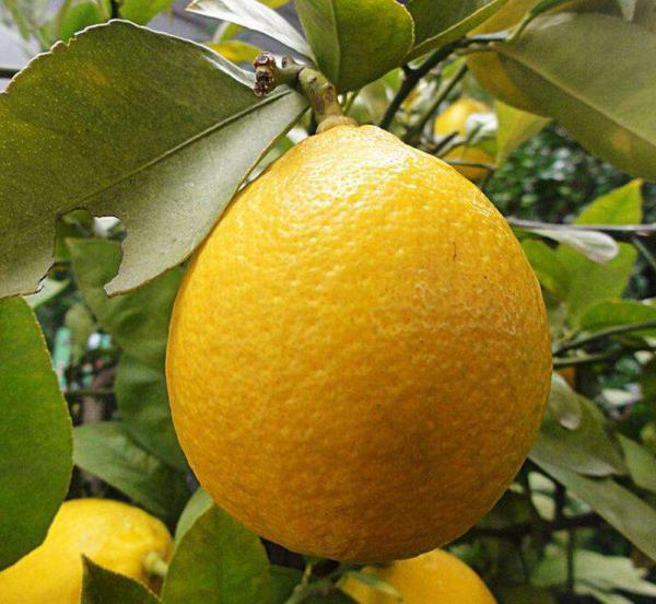 红柠檬苗柠檬种子土柠檬种子土柠檬嫁接苗土柠檬水果产地直销
