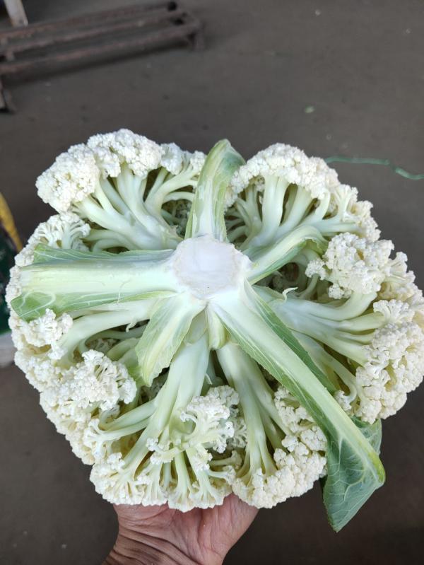 白面青梗松花菜 1.5~3斤