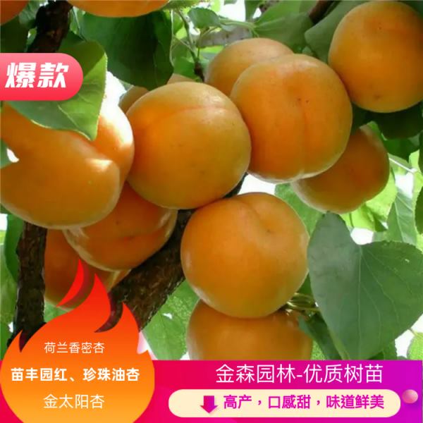 【成活率高】荷兰香密杏丰园红杏、珍珠油杏，金太阳杏、优质树苗