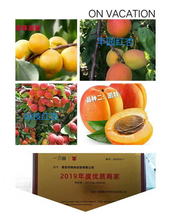 杏树苗，珍珠油杏，丰园红杏2cm以下0.5~1米保证品种