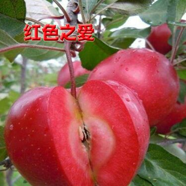 红肉苹果树苗 正宗119/06品种