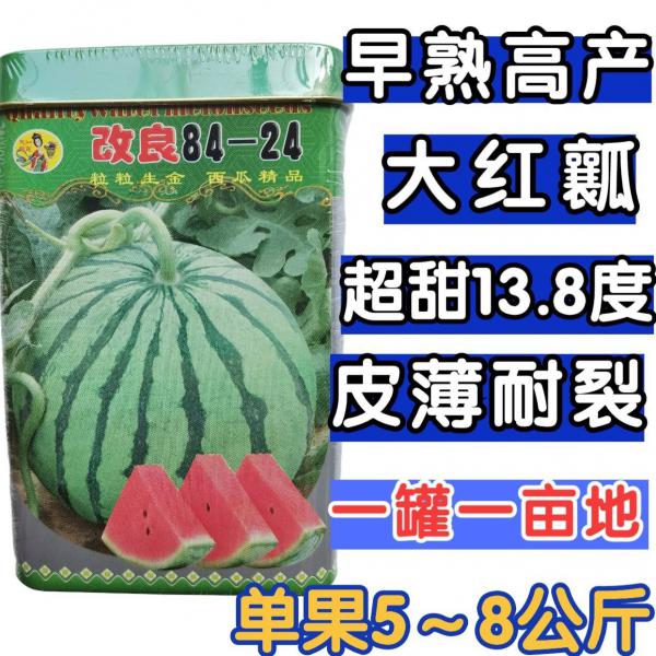 【特惠】精品8424西瓜种子 早熟薄皮耐裂红瓤麒麟新疆