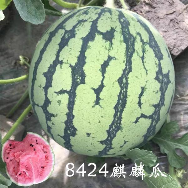 【牛商推荐】种子 西瓜种子8424西瓜麒麟瓜高产早熟甜