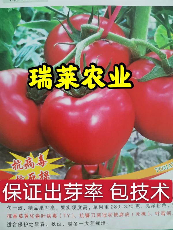 西红柿种子 硬粉番茄种子  抗死棵 抗病毒 抗叶霉叶斑