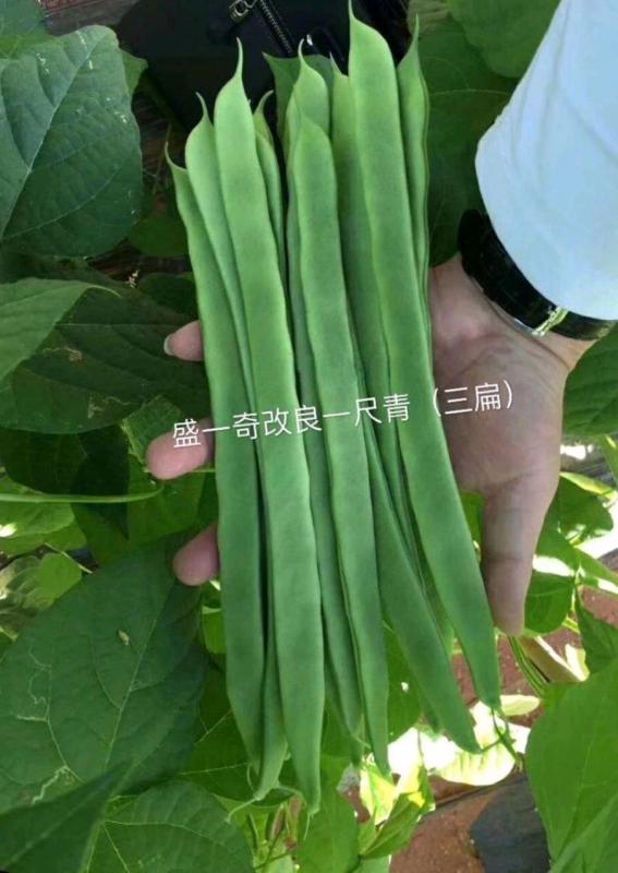 新品种三扁四季豆种子 菜豆种子 盛一奇一尺青 春秋栽培