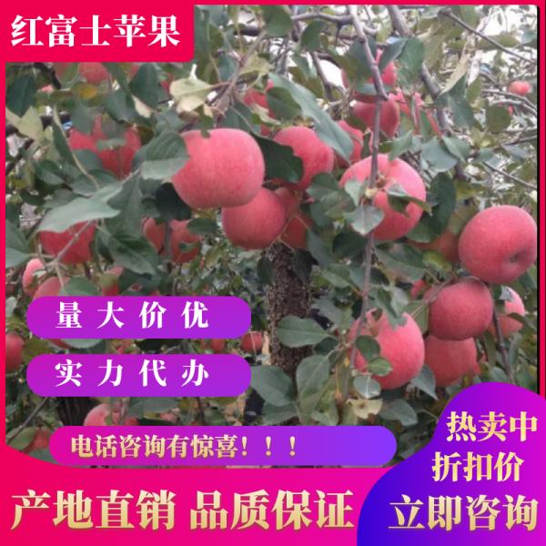 山东红富士苹果大量低价批发 冷库苹果热卖中  产地直销
