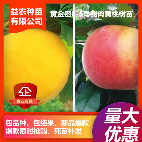 【苗圃直销】安徽黄桃苗，黄金密0-5号甜肉黄桃系列