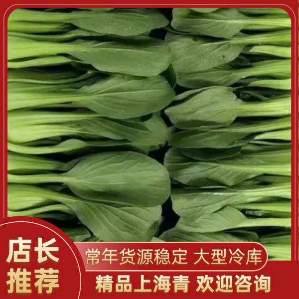 上海青 产地直供 食堂 学校 食品厂专供油菜 保质保量