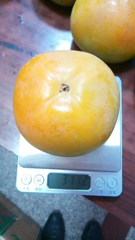 1-15公分粗度脆甜柿子树苗，阳丰，黑柿子树苗，涩柿子树