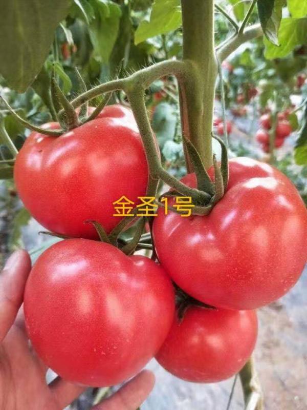早春耐热粉果西红柿种子硬粉番茄苗抗病毒金圣01圣大种业