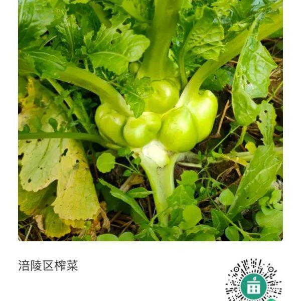 重庆市涪陵乌江榨菜之乡，有鲜榨菜头几万斤出售